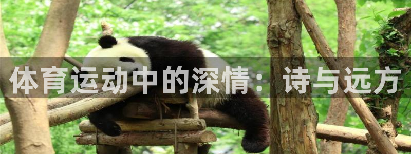 64体育：体育运动中的深情：诗与远方